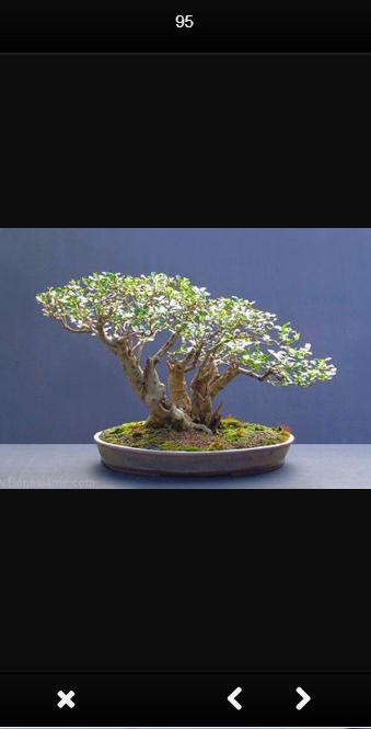 New Bonsai Design