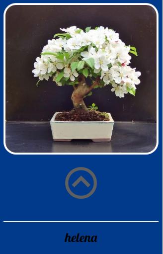New Bonsai Design