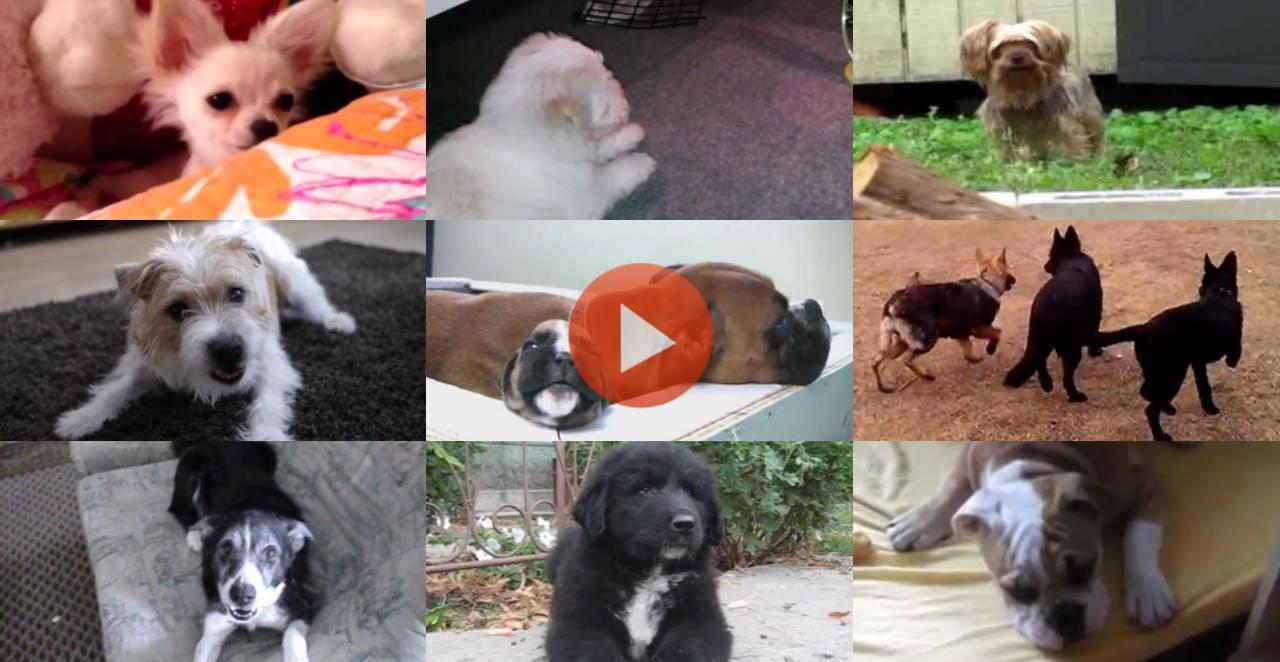 KidVid Dogs