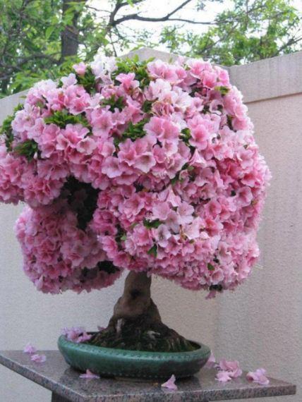 Bonsai Plants Ideas