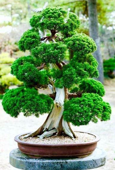 Bonsai Plants Ideas