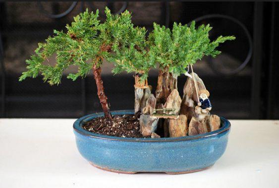 Bonsai Plants Ideas