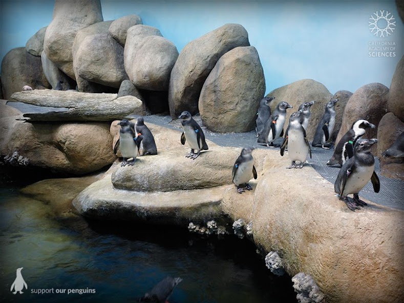 Pocket Penguins